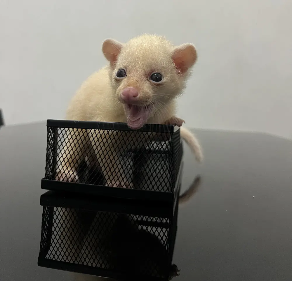 About PT Indo Fauna Asia